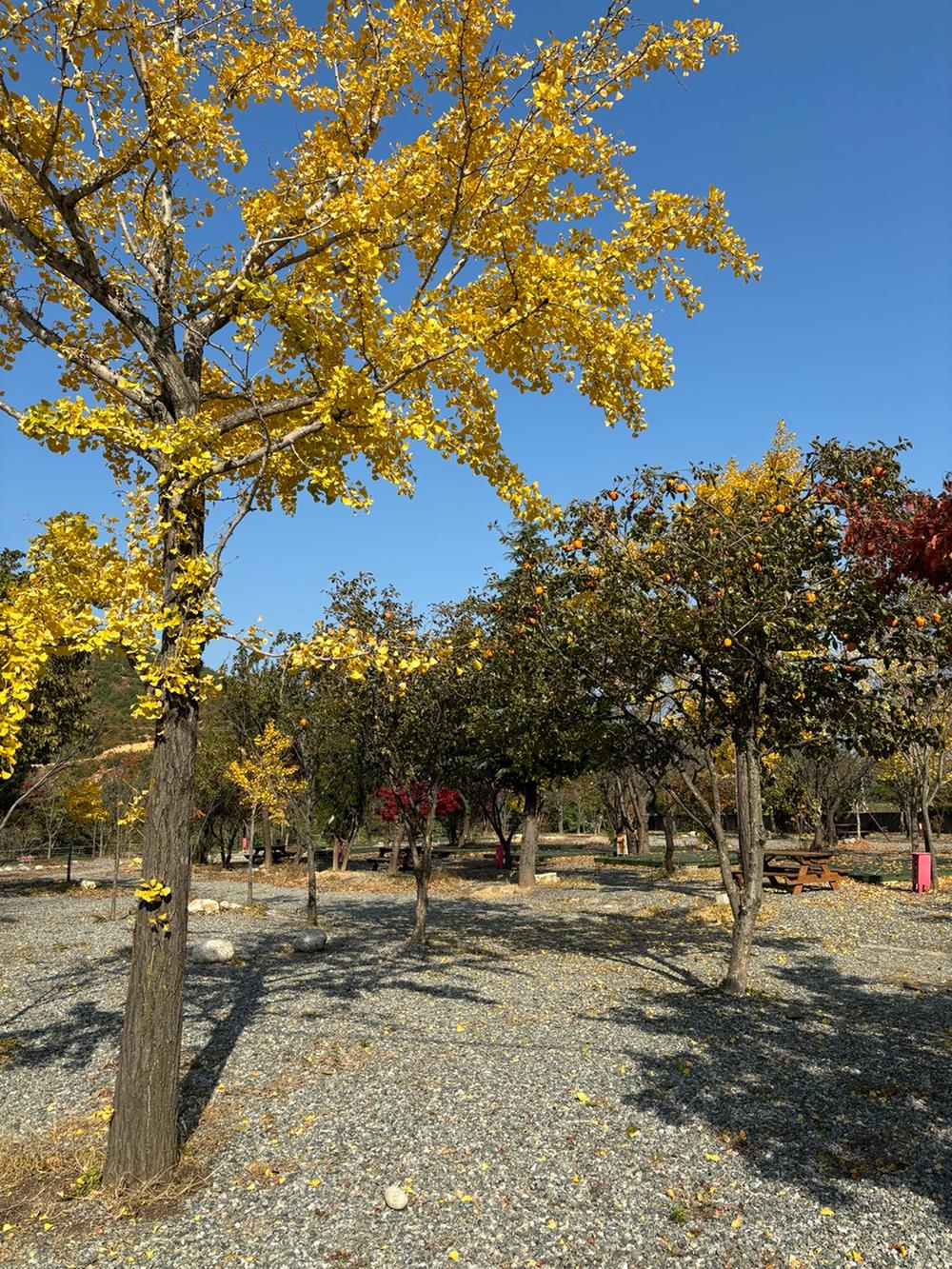 양양 고인돌 캠핑장