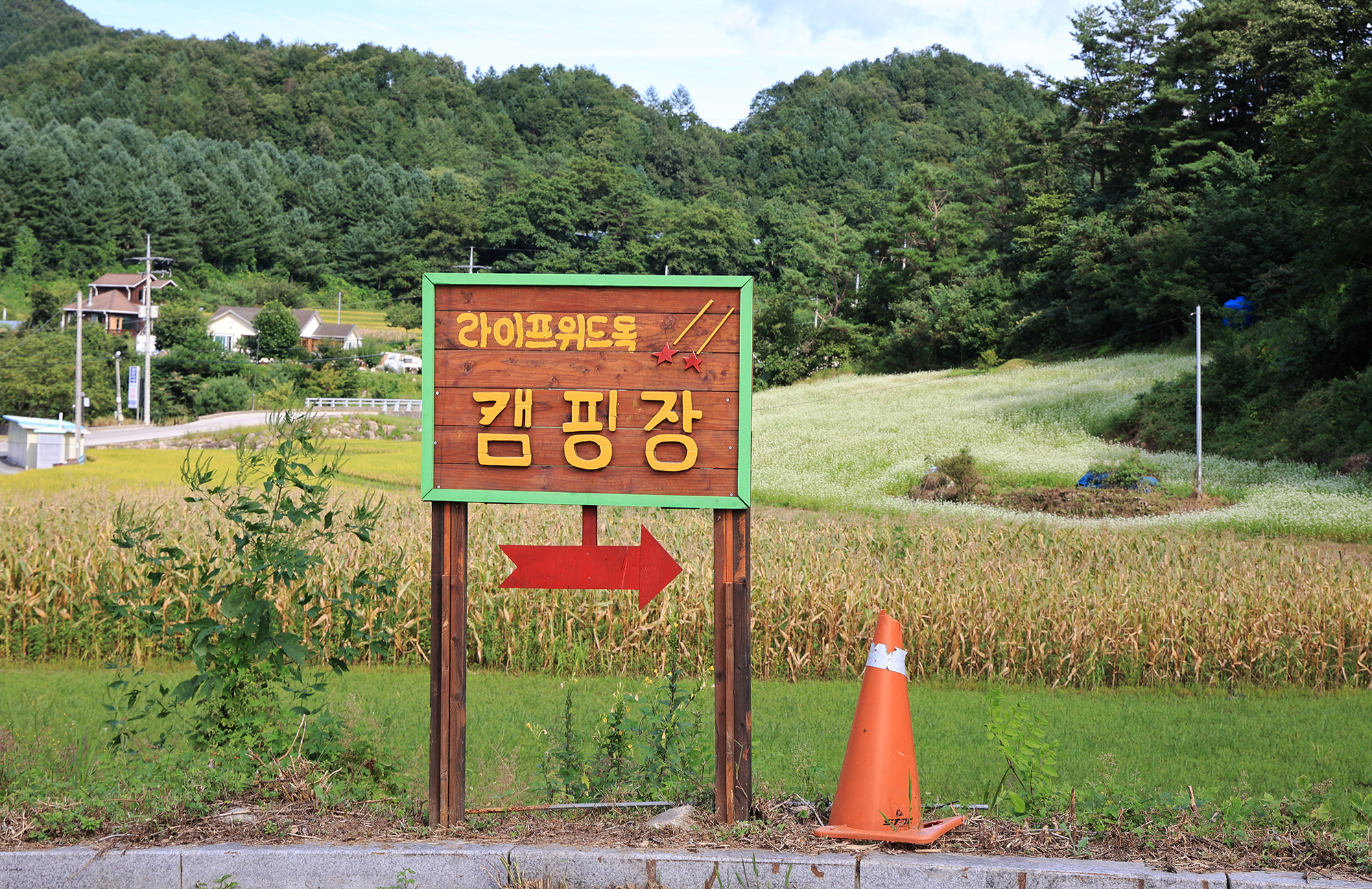 라이프위드도그