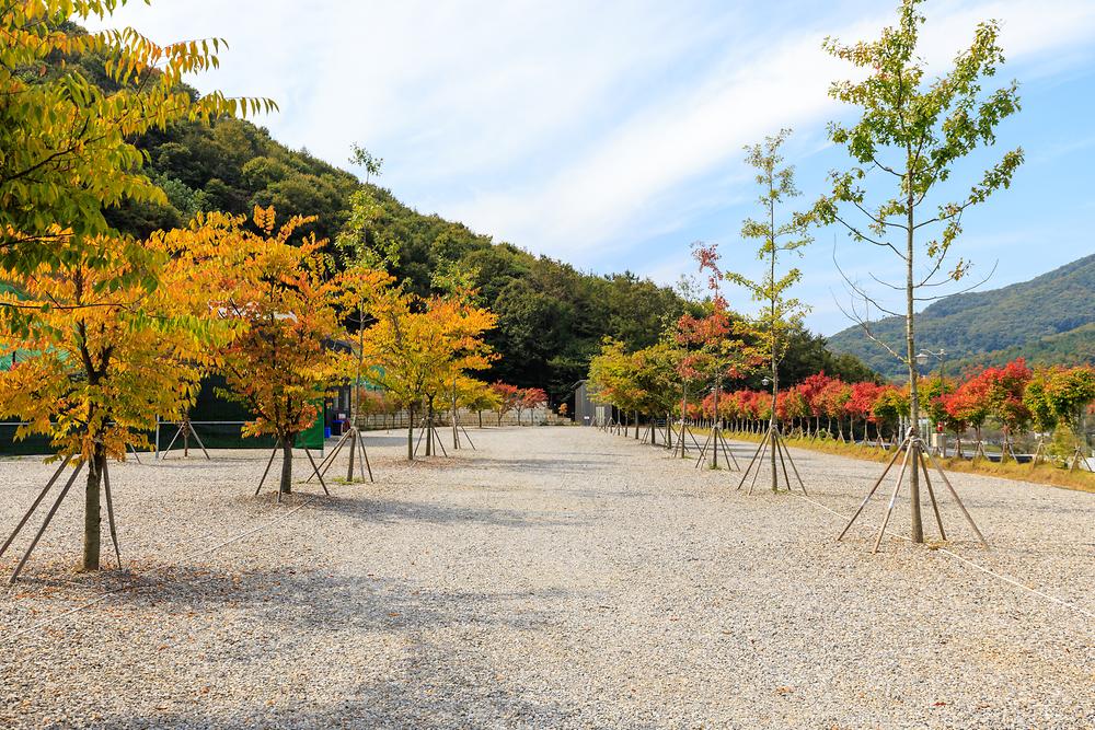 진천포레스트캠핑장