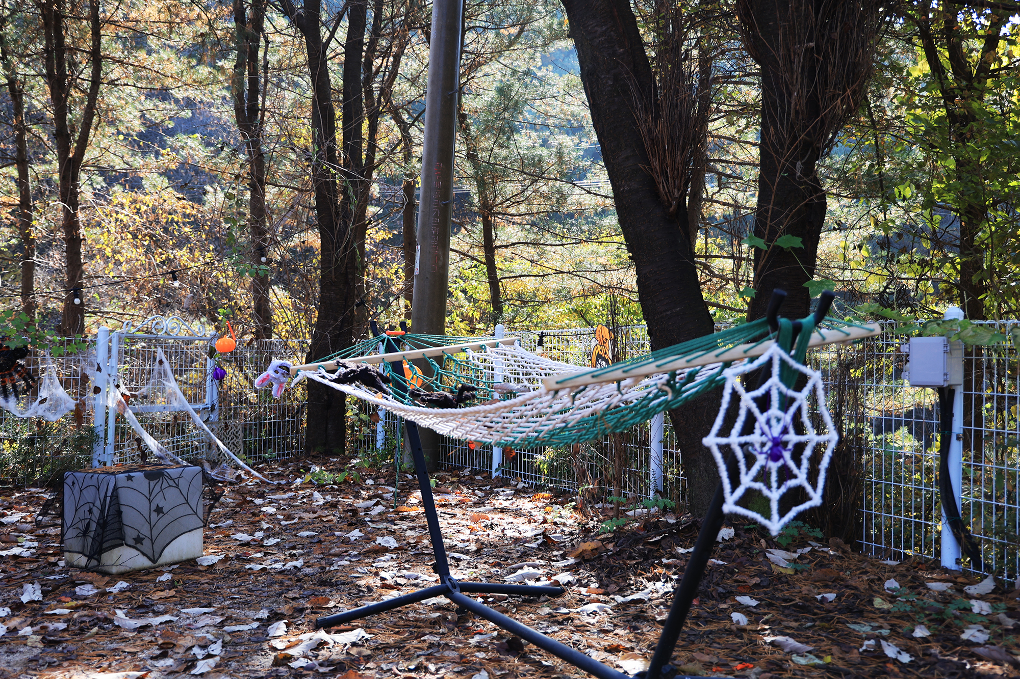 위드독스in포천