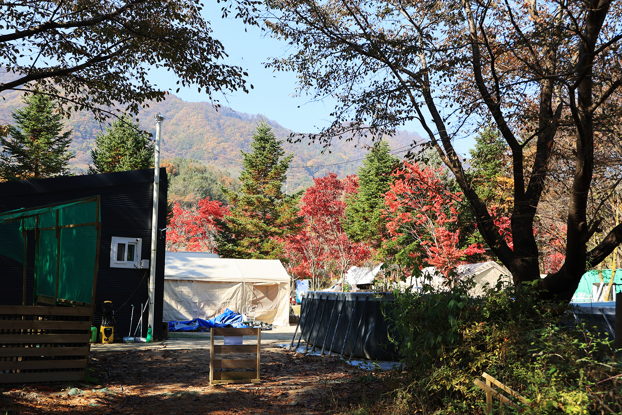 위드독스in포천