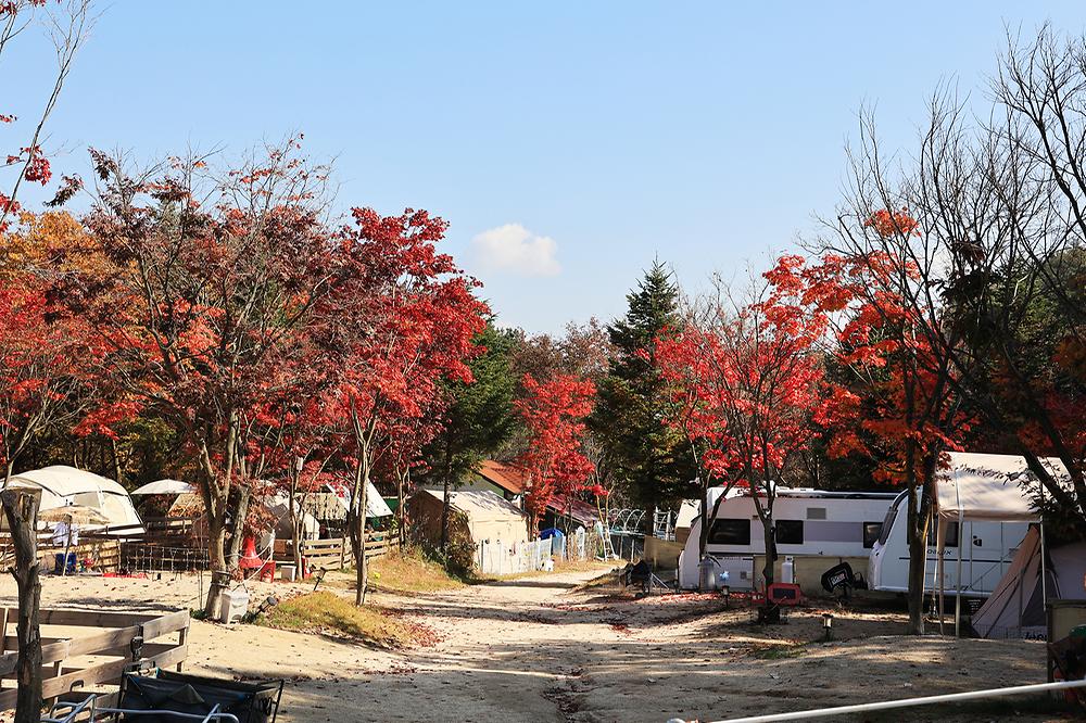 위드독스in포천