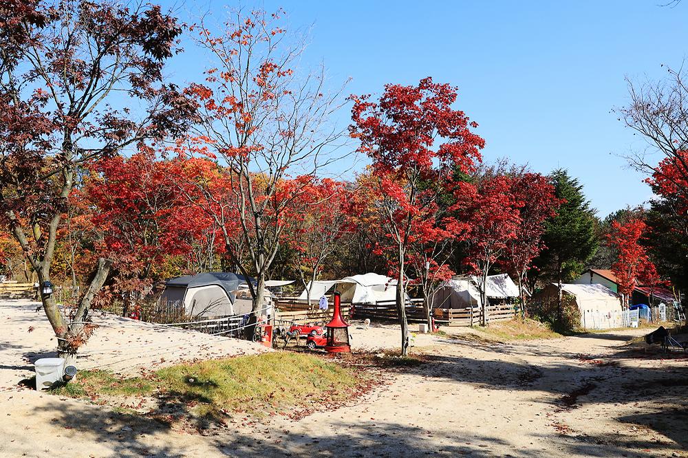 위드독스in포천