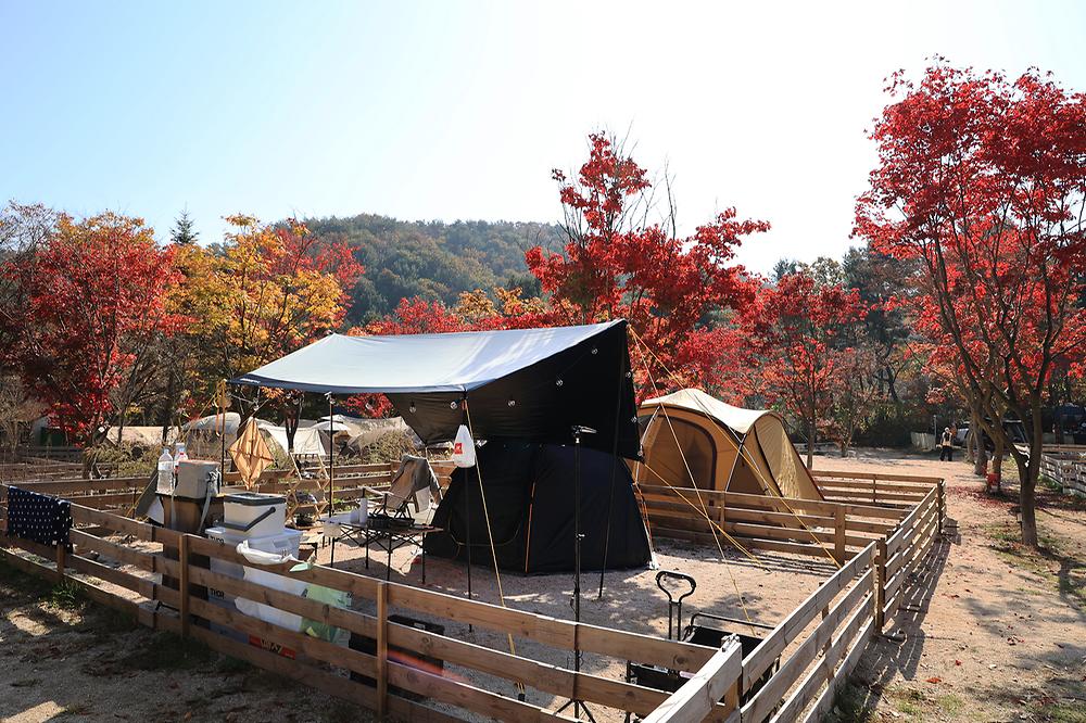 위드독스in포천