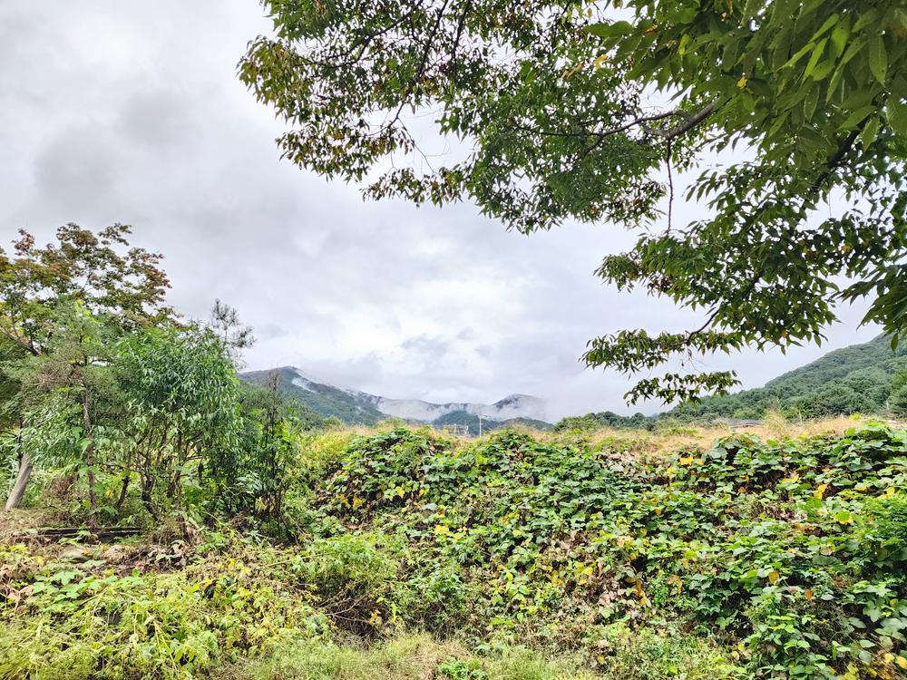 유명산밸리 캠핑장