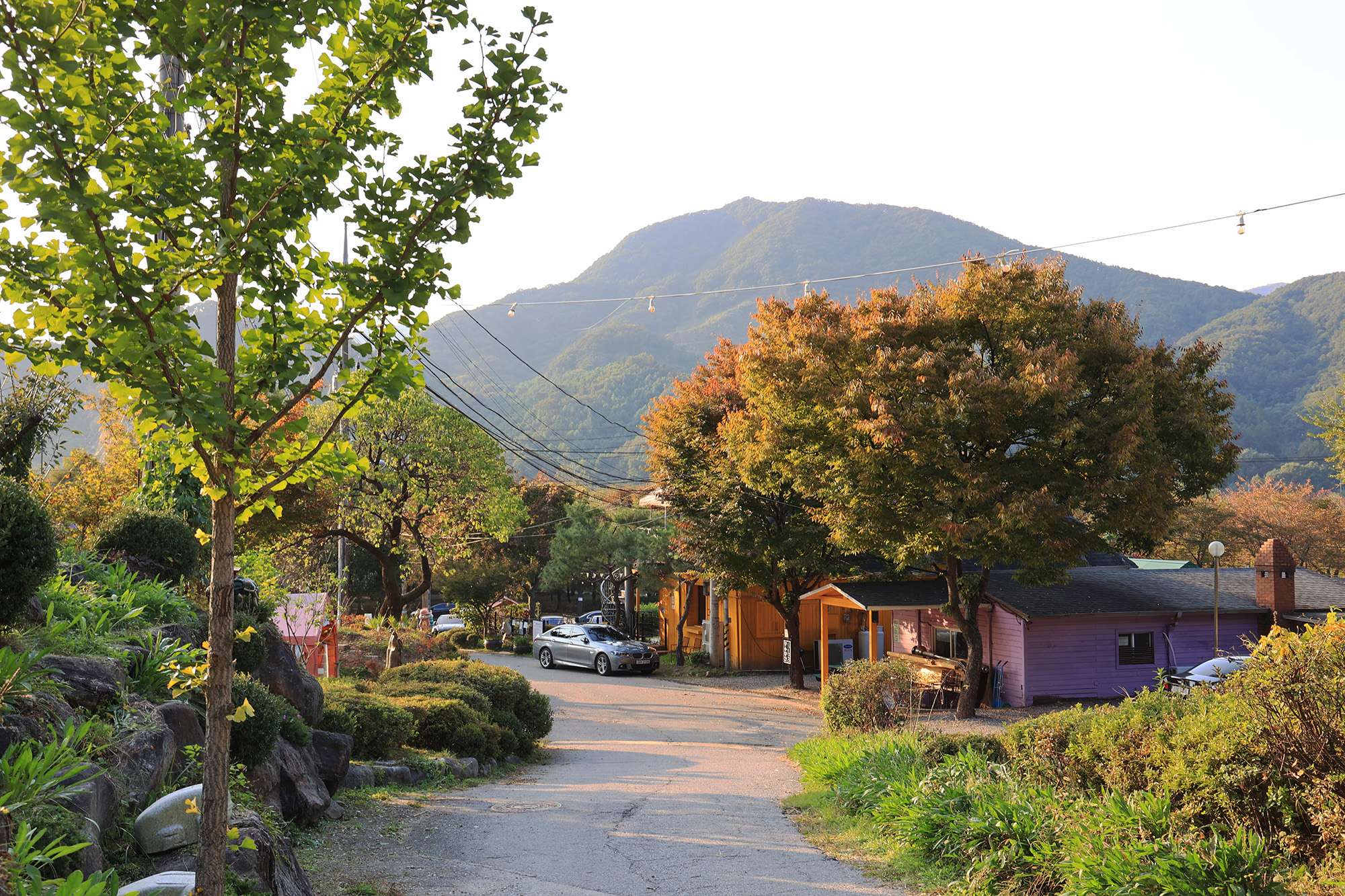 펫밀리 캠프 온