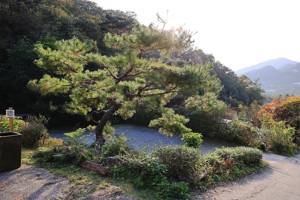 펫밀리애견파크타운