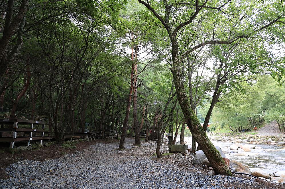 상동 장산 야영장