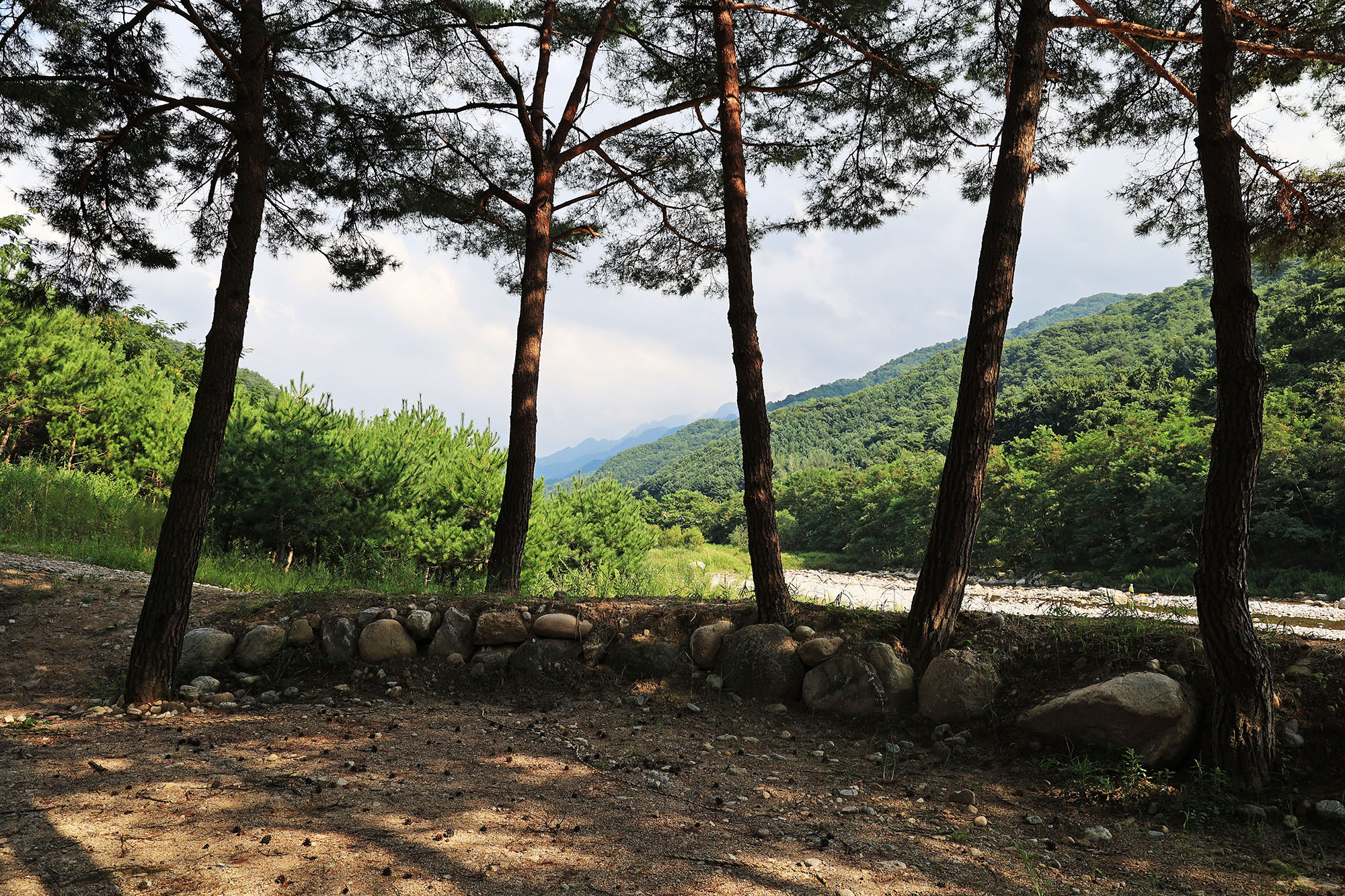 한계산솔밭야영장