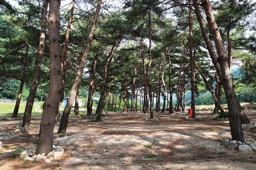 한계2리 솔밭야영장