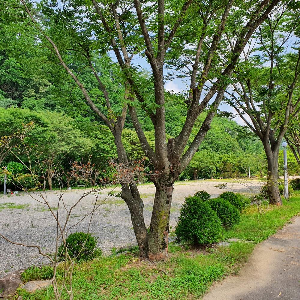 강원 홍천 알프스밸리 캠핑나라 글램독