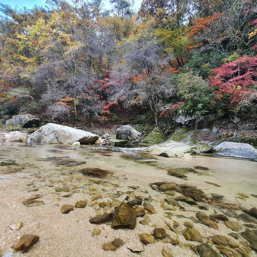 강원 홍천 알프스밸리 캠핑나라 글램독