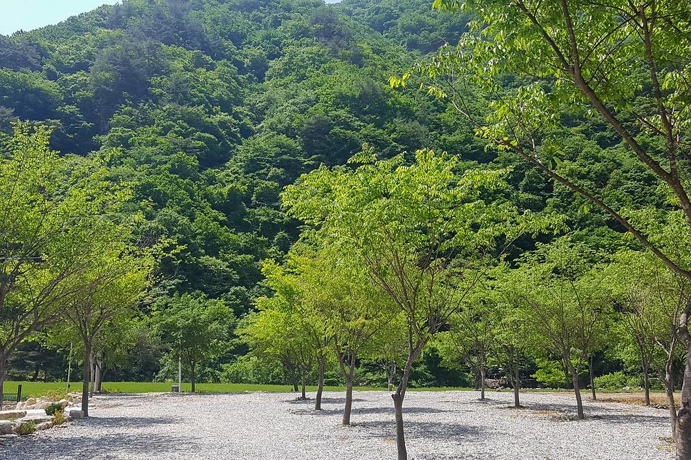 숲스토리야영장