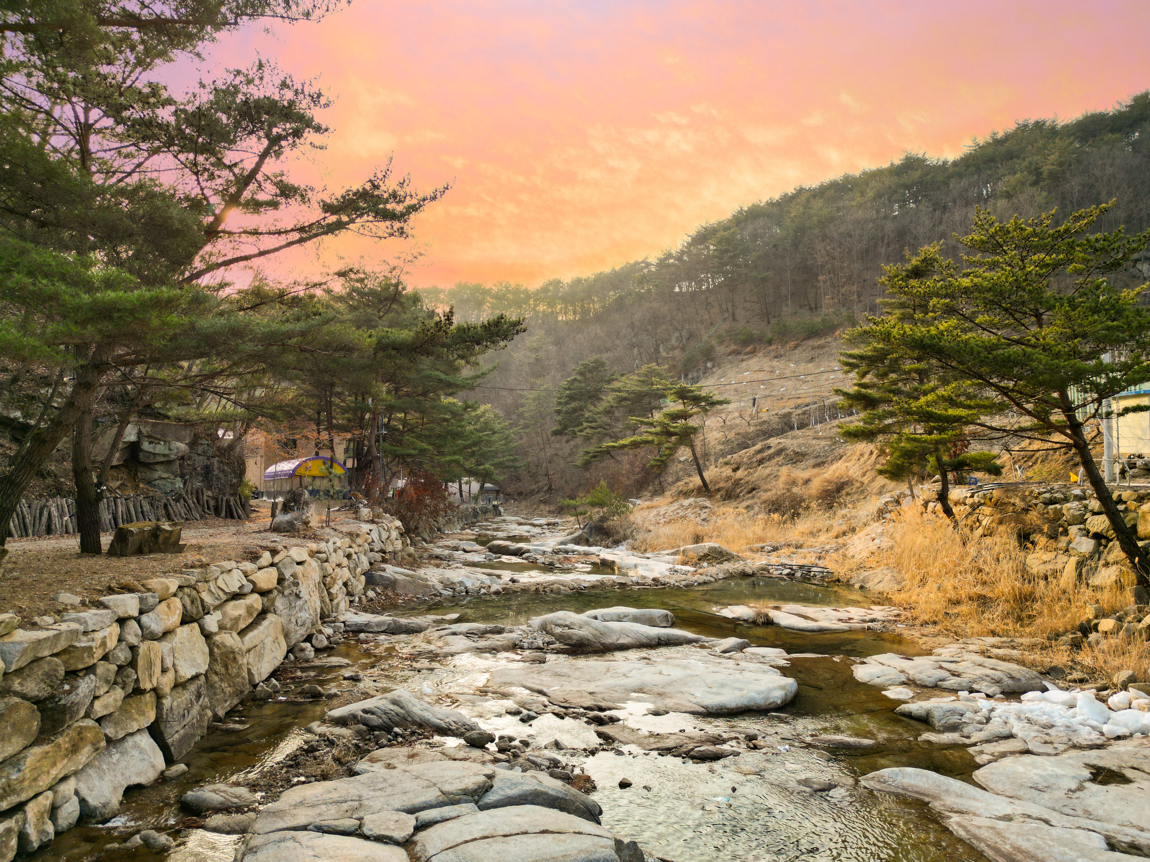 소나무세상
