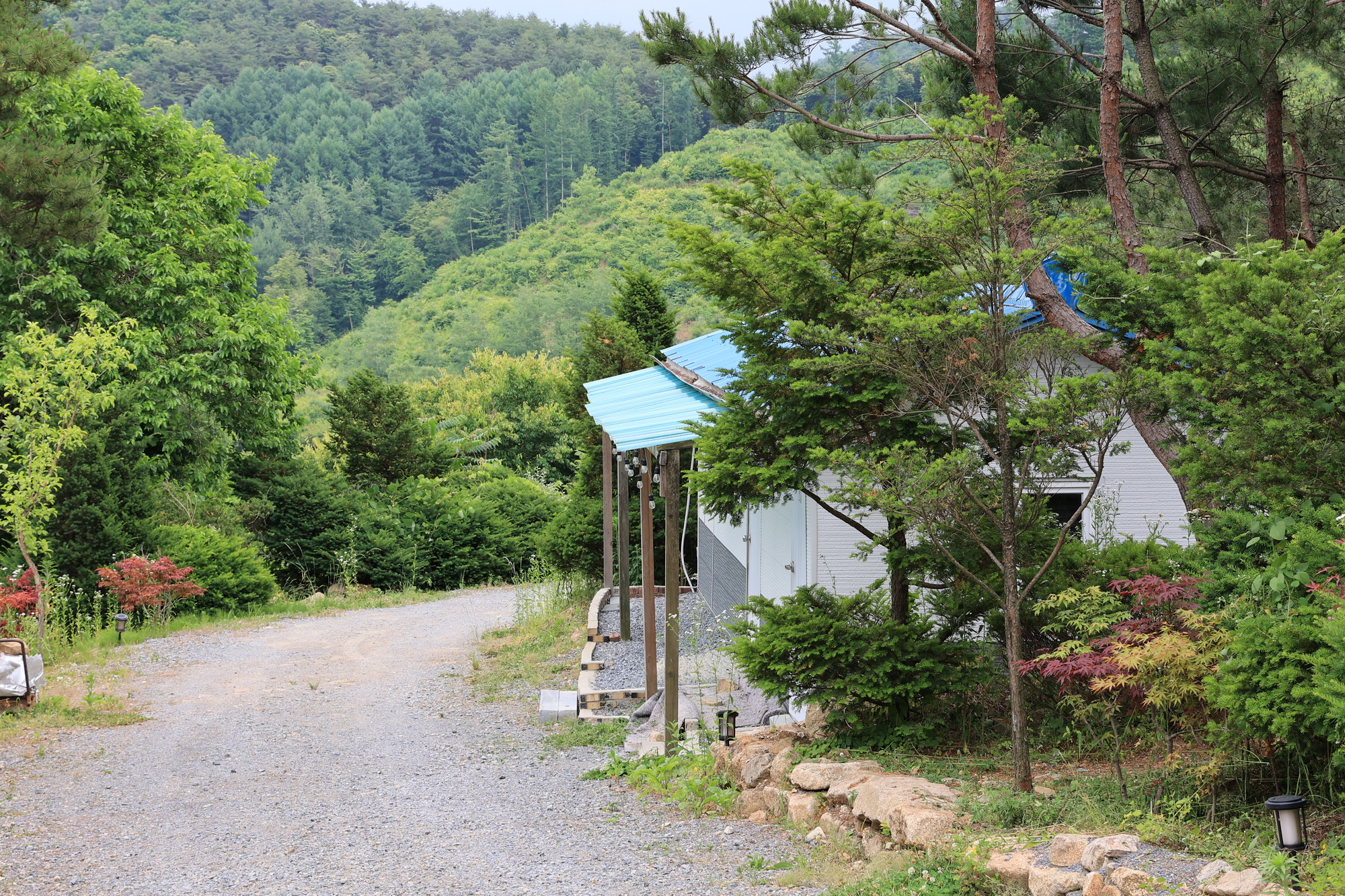 힐링인더 포레스트