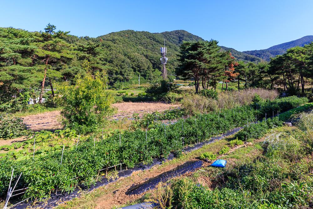초롱별 야영장