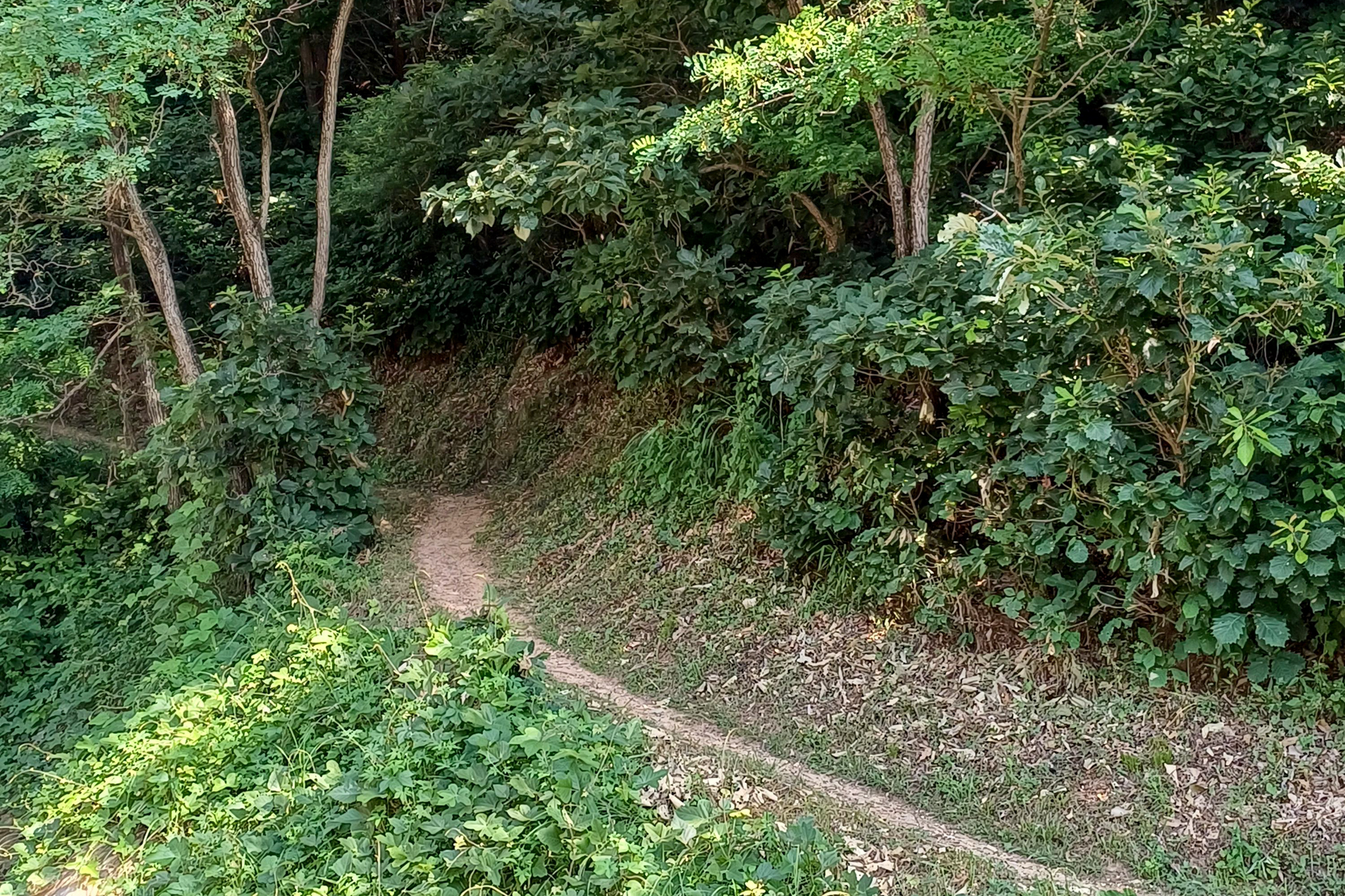 몽상핀
