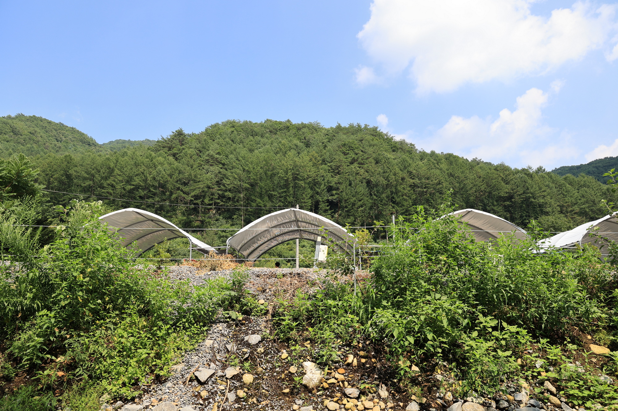 하우스 캠핑장