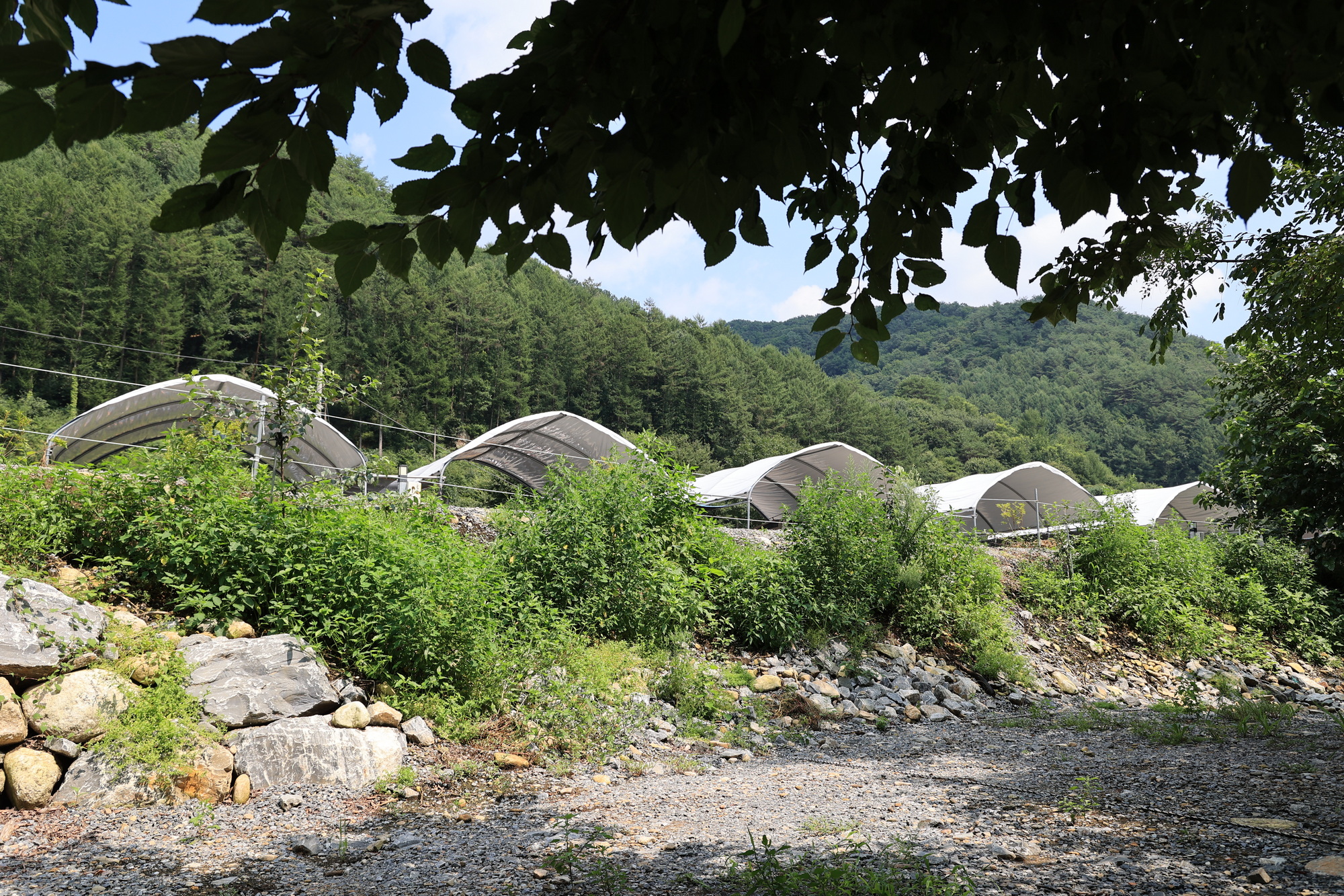 하우스 캠핑장