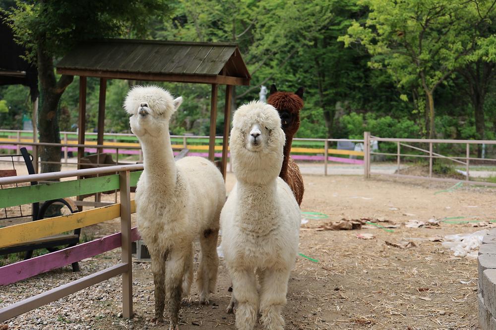 팜스프링 야영장