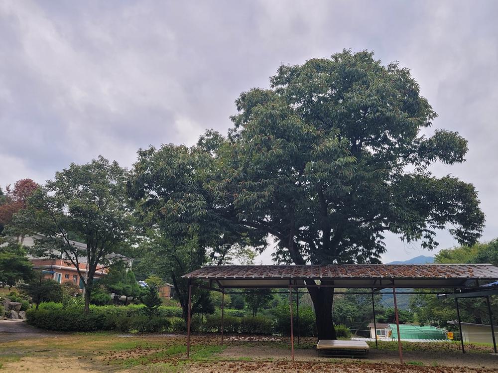 산수향 야영장