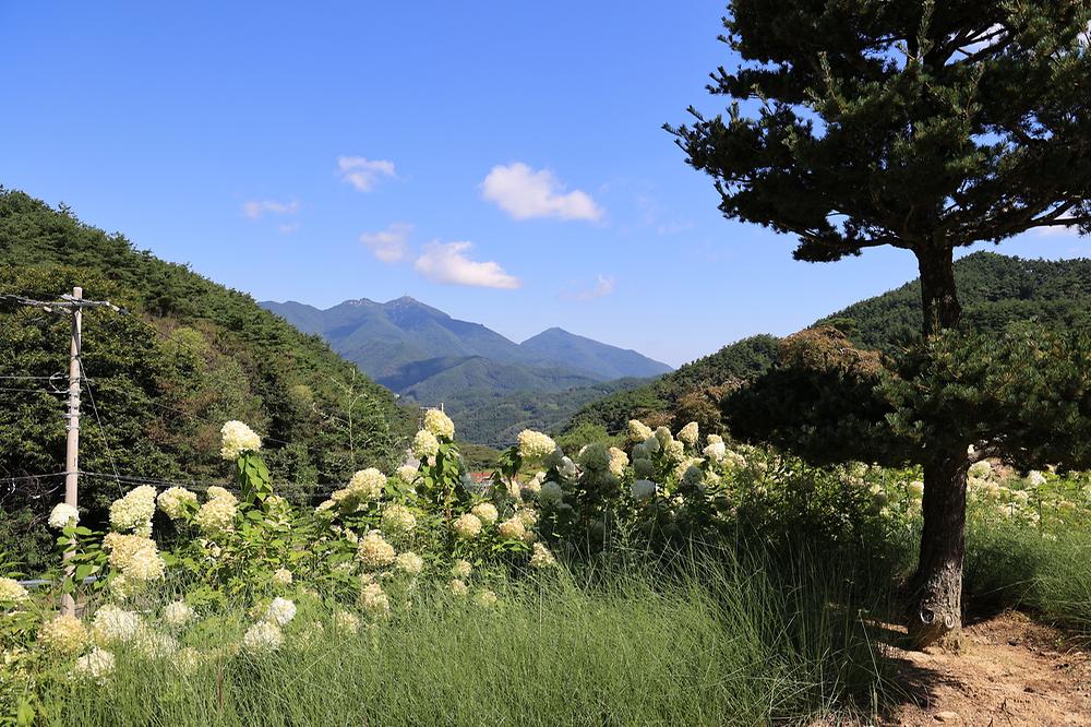 오도산 관광농원