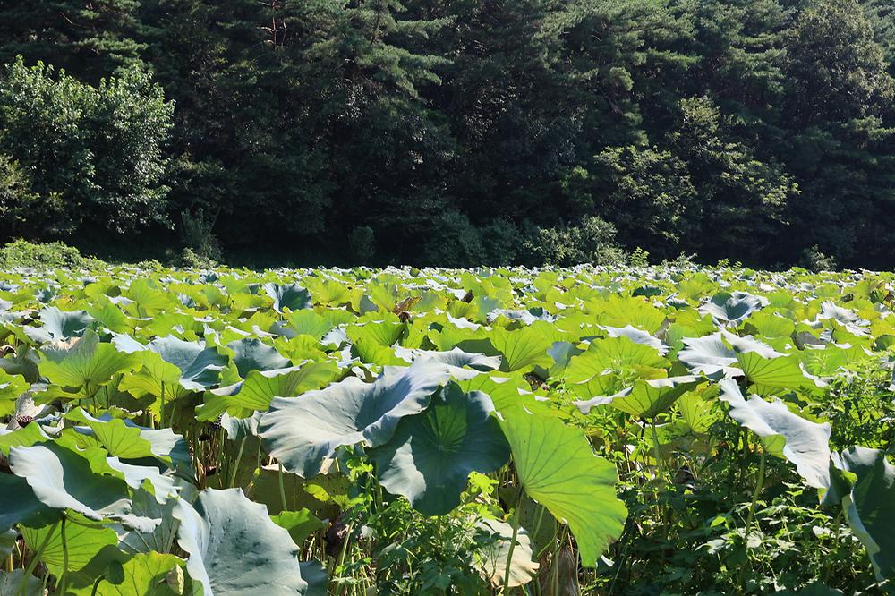 연꽃자리캠핑타운