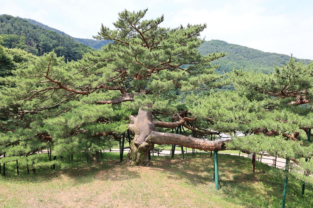 스푼 글램핑 카라반