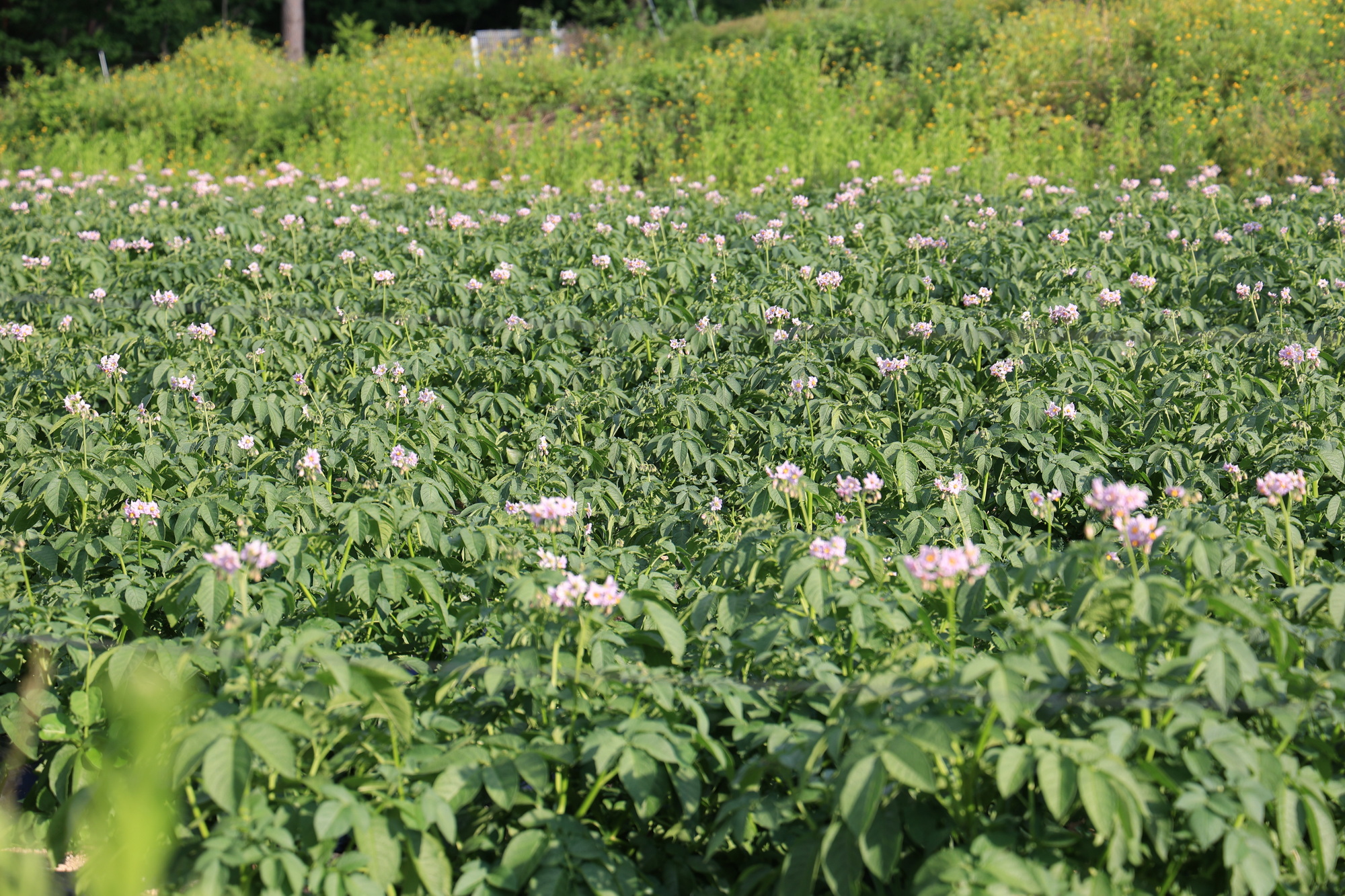 초록빛마을 관광농원 야영장