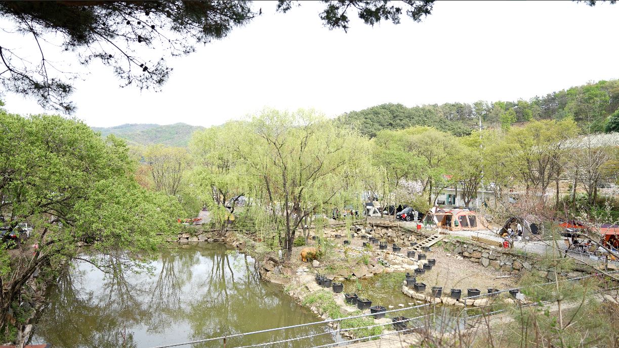 배나무꽃 캠핑장