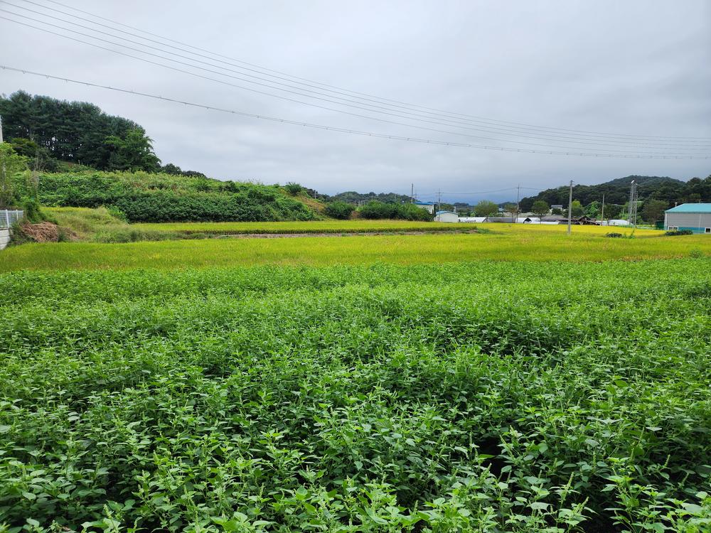 그린바움캠핑장