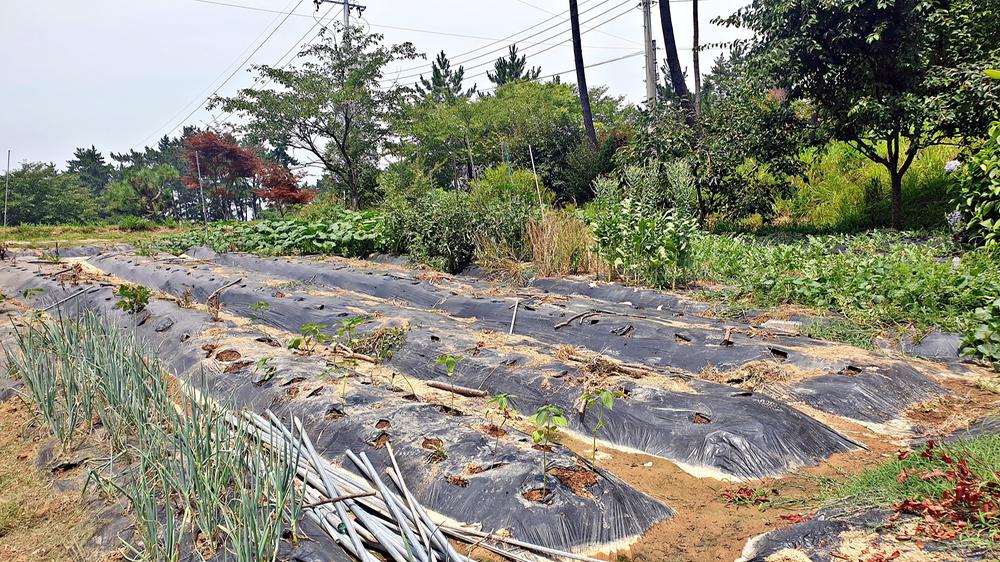 피구지 관광농원