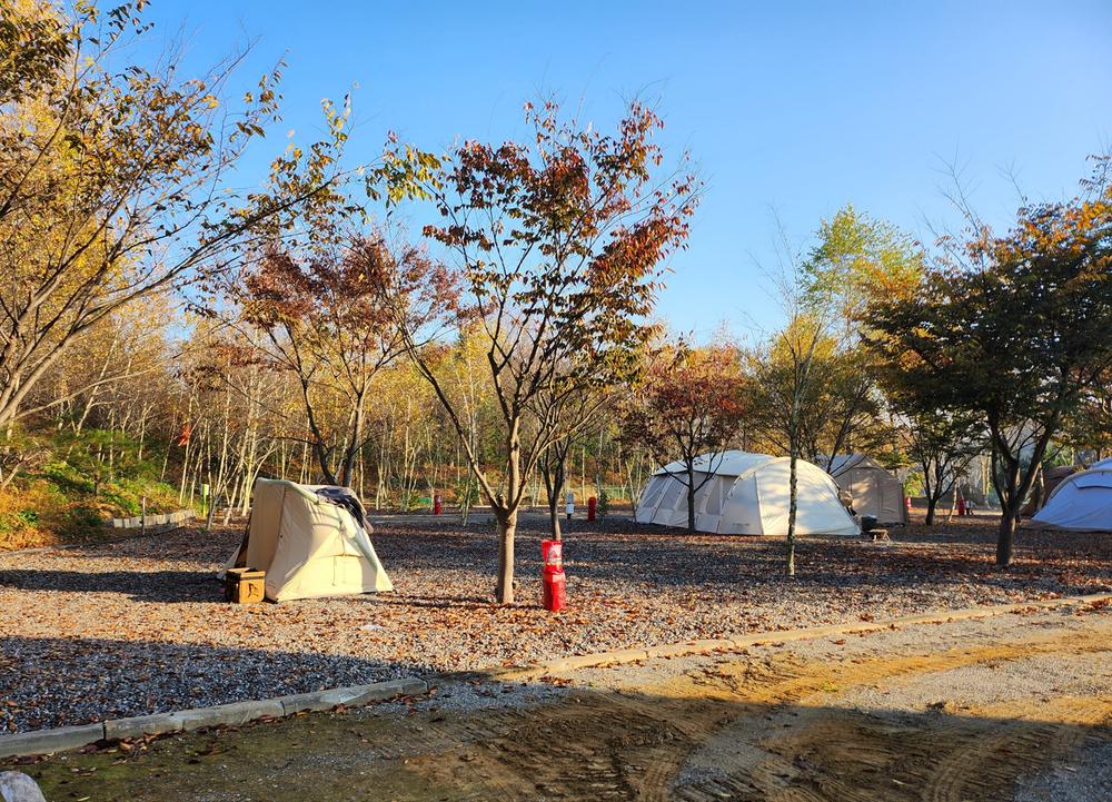 나무와 쉬리