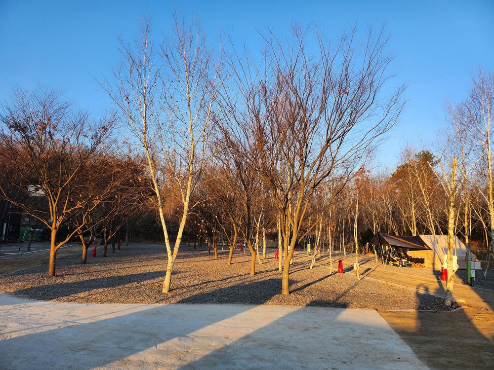 나무와 쉬리