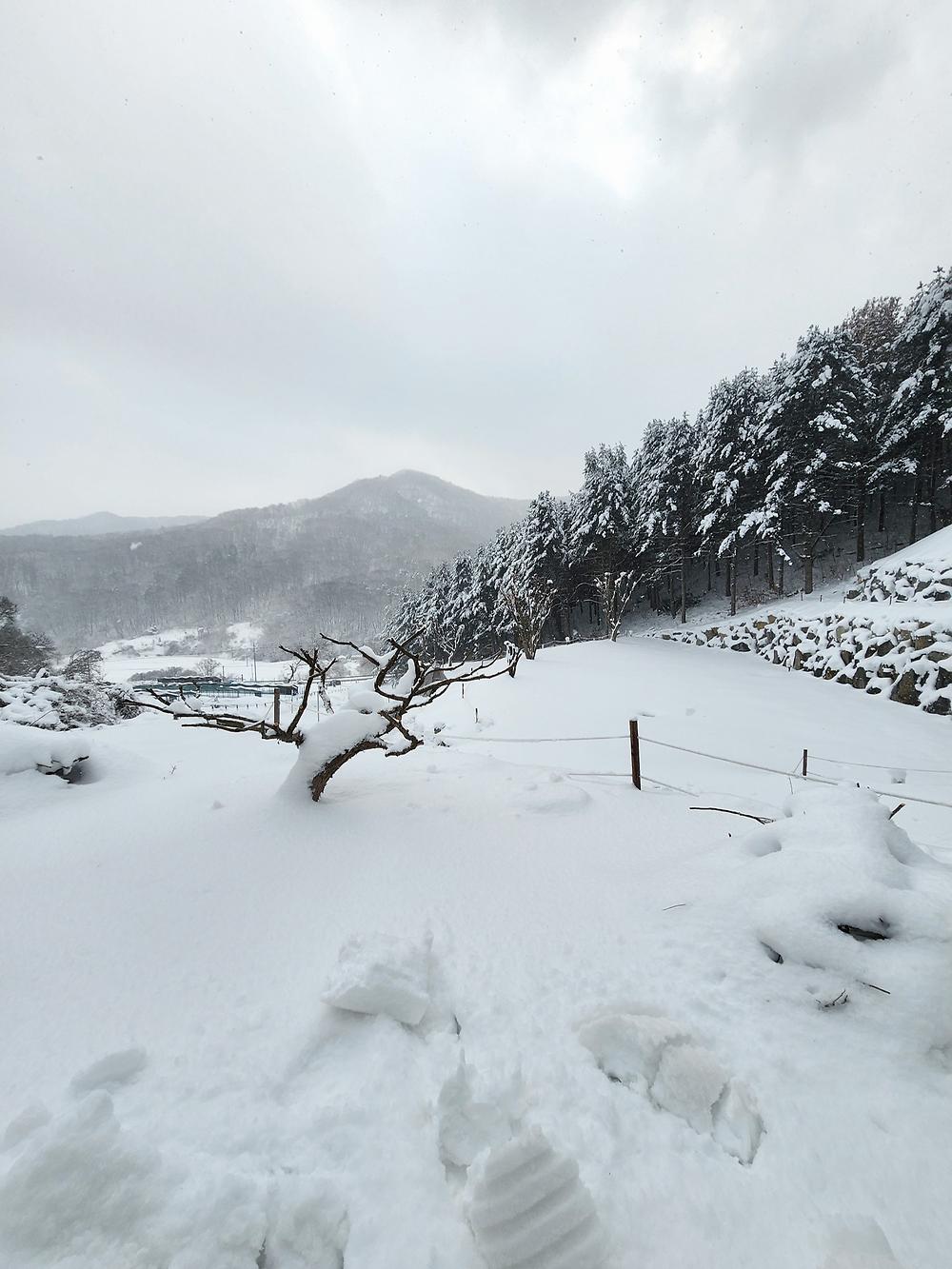 구릉지캠핑장