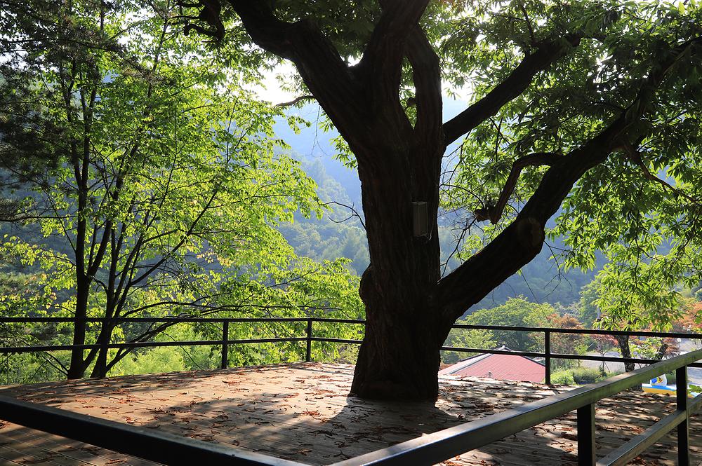 매봉힐링캠프