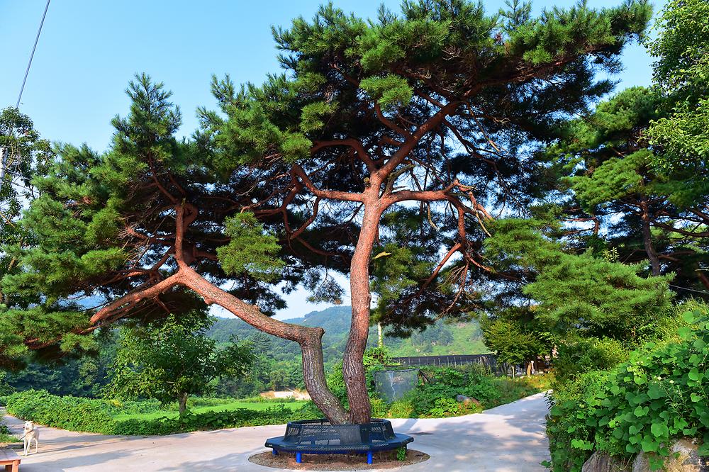 무주 솔밭야영장