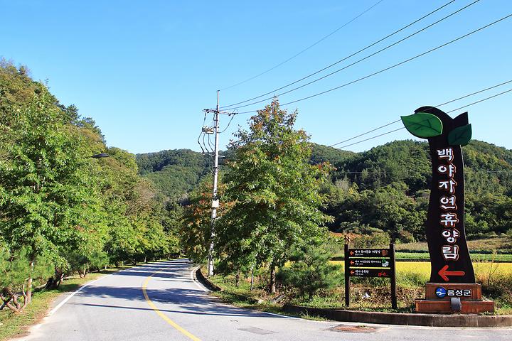 백야자연휴양림 오토캠핑장