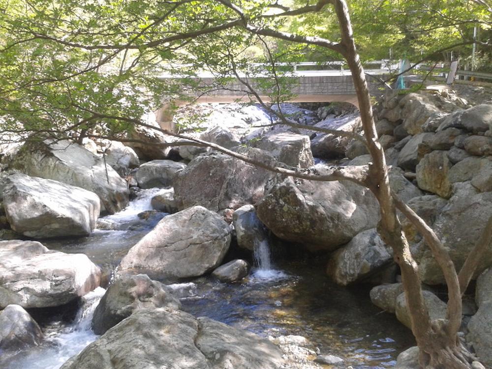 사지목 나무그늘