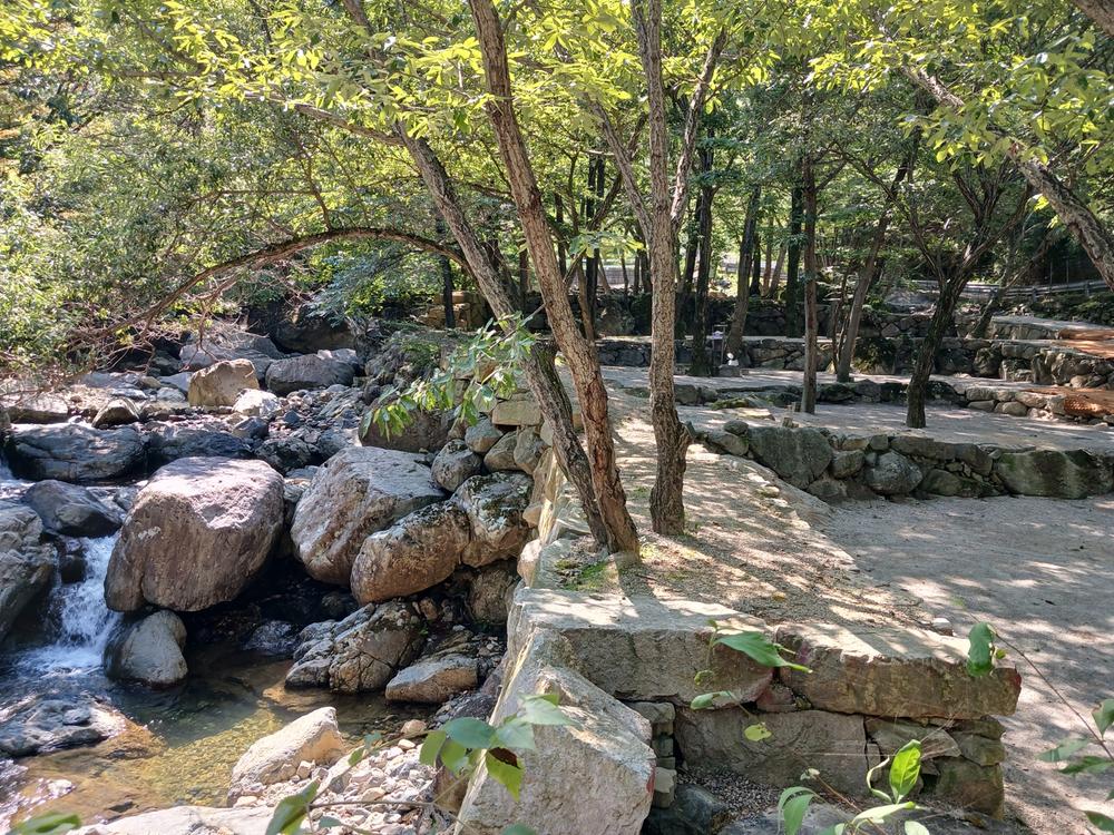 빛 생명 숲 사지목