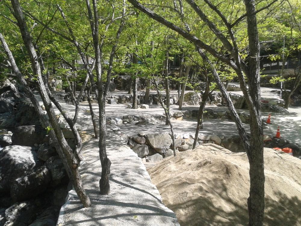 사지목 나무그늘