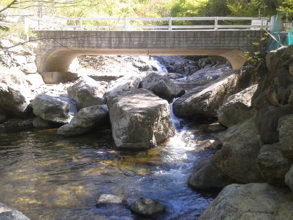 사지목 나무그늘