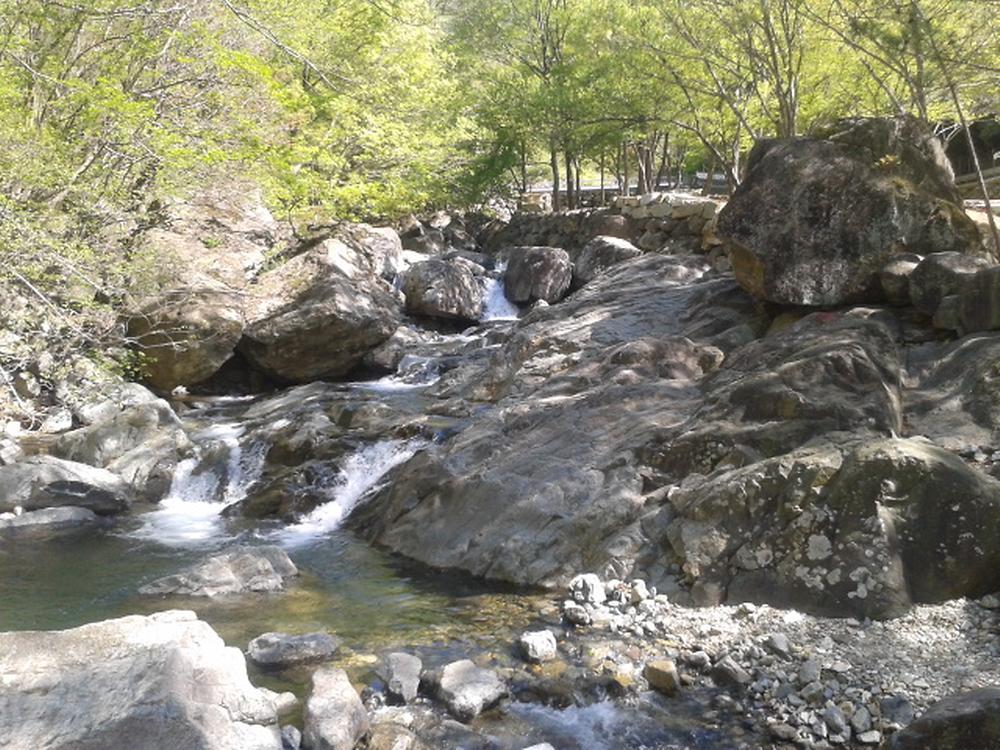 사지목 나무그늘