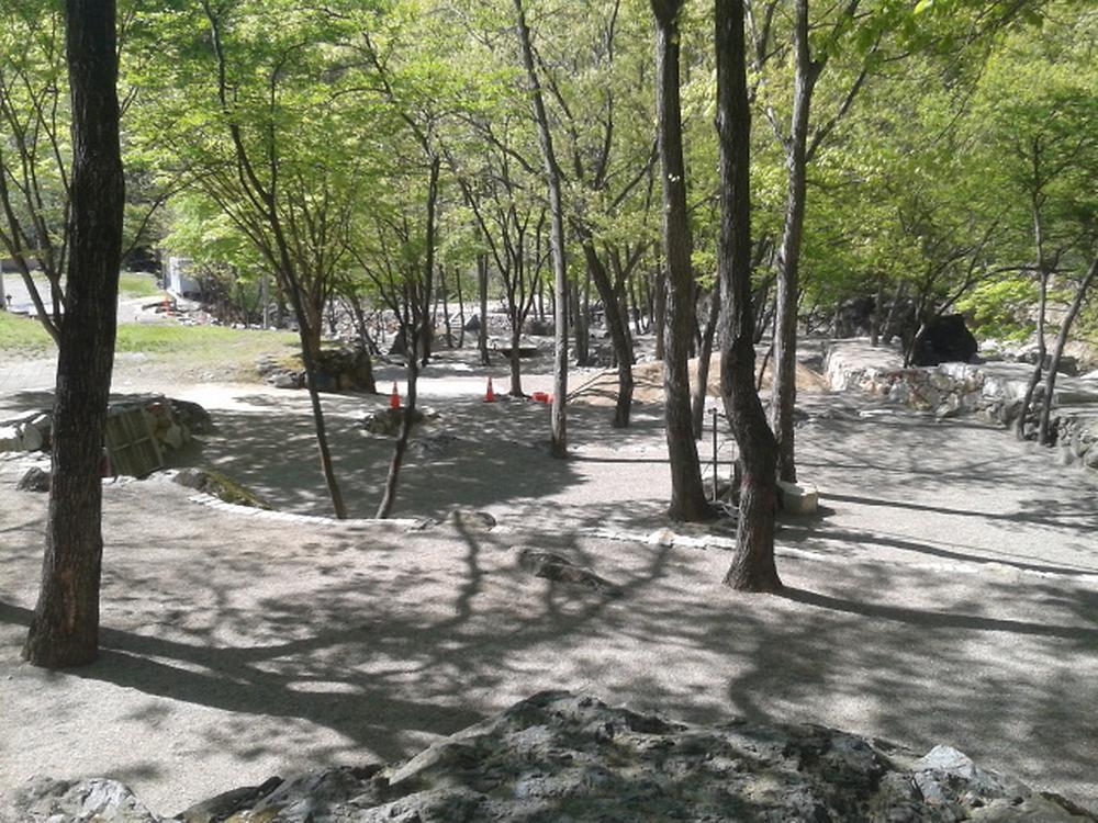 사지목 나무그늘