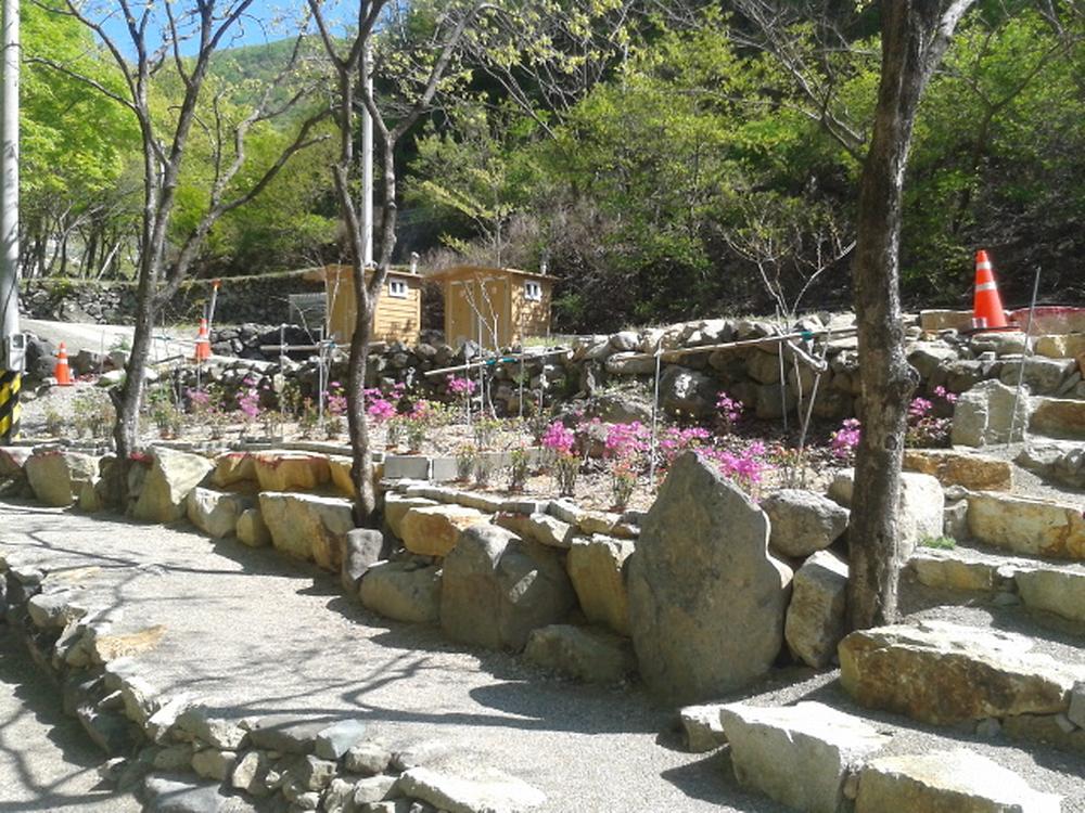 사지목 나무그늘