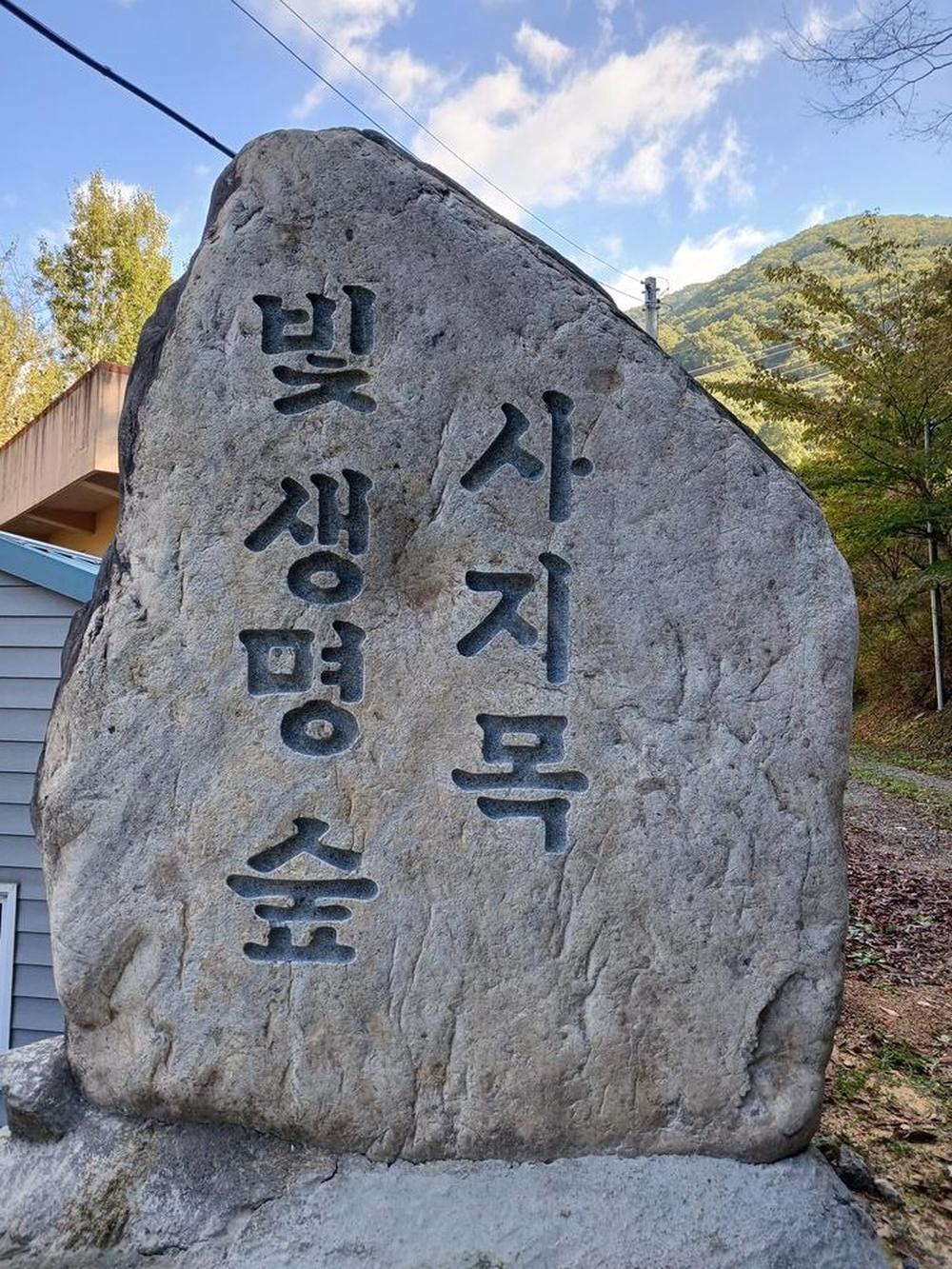빛 생명 숲 사지목