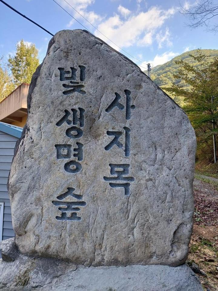 빛 생명 숲 사지목 메인 이미지