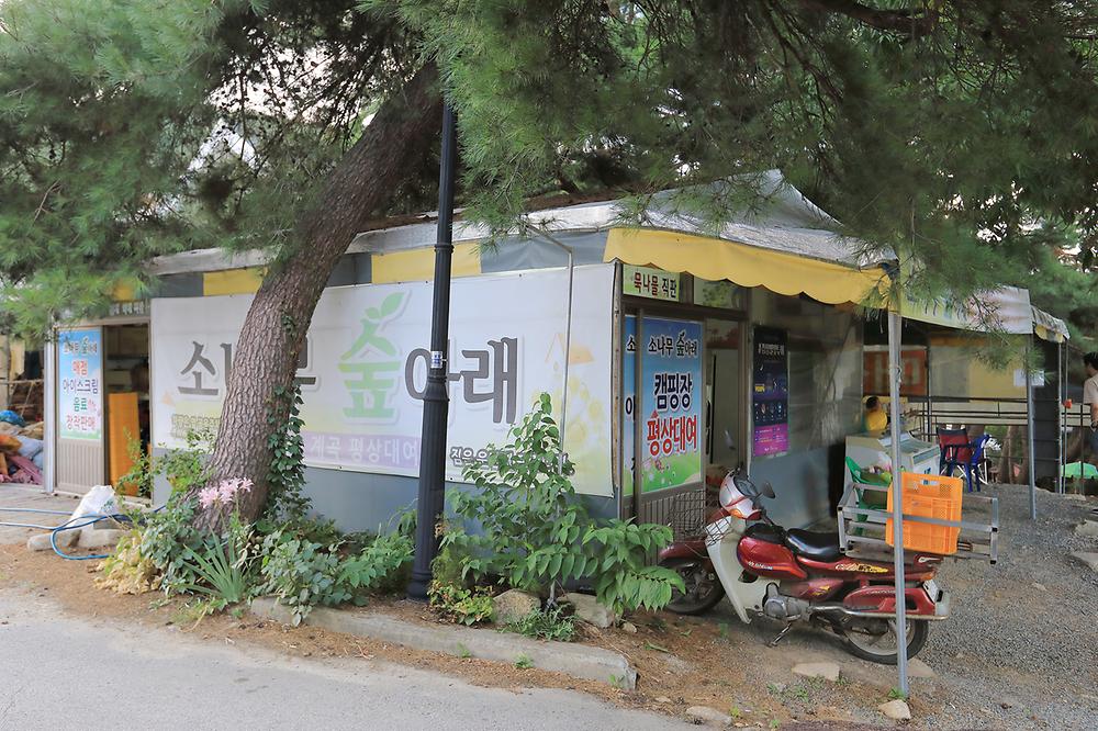 소나무숲아래