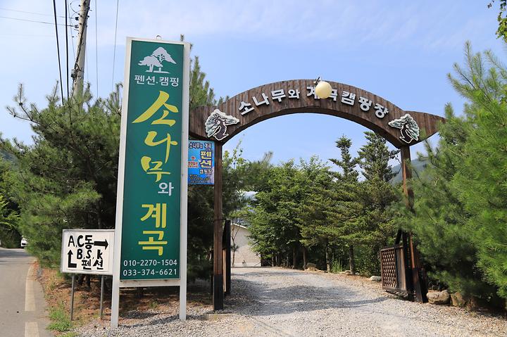소나무와 계곡 캠핑장
