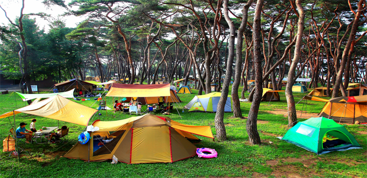 송호국민관광지 야영장